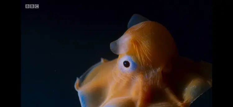 Flapjack octopus (Opisthoteuthis californiana) as shown in Blue Planet II - The Deep
